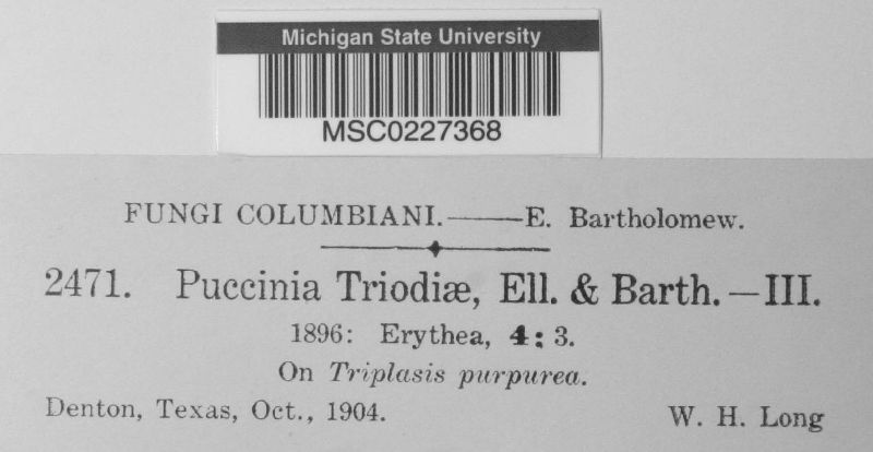 Puccinia triodiae image