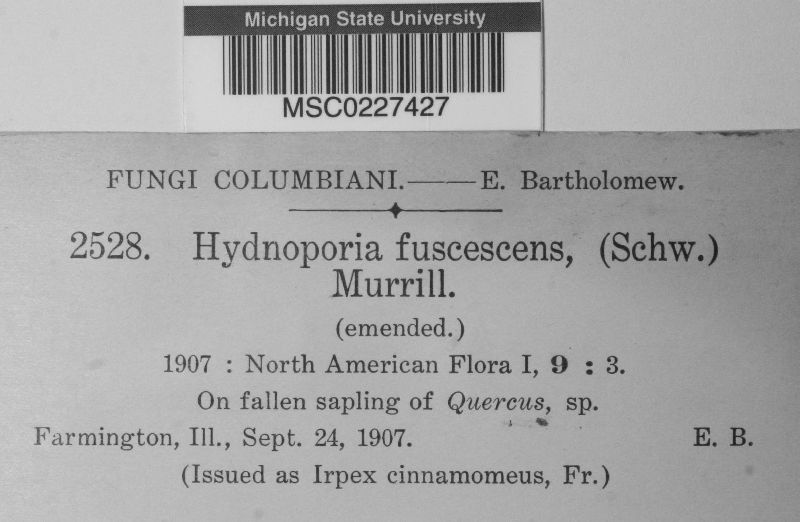 Hydnoporia fuscescens image