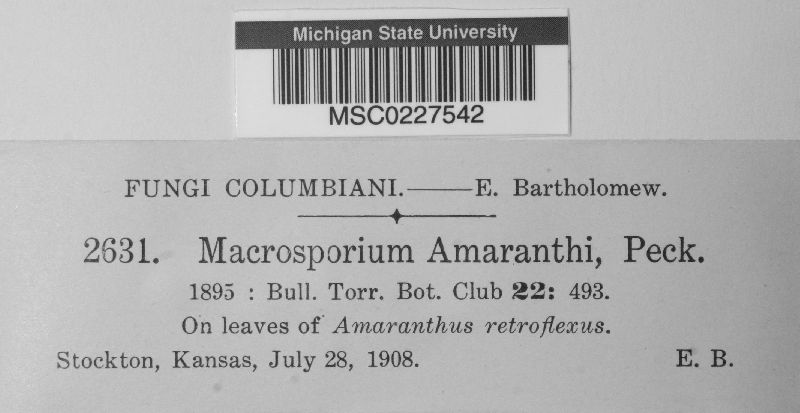 Macrosporium amaranthi image