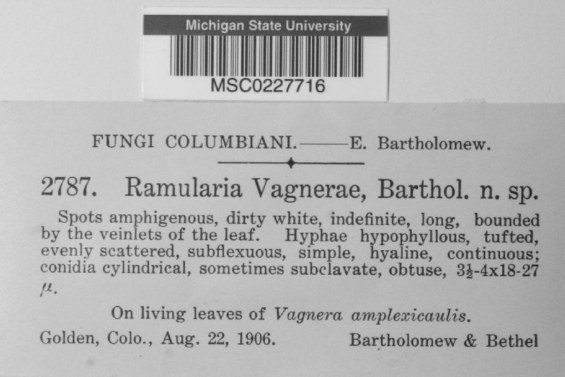 Ramularia vagnerae image
