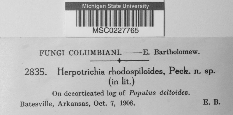 Herpotrichia rhodospiloides image