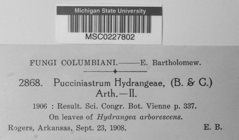 Pucciniastrum hydrangeae image