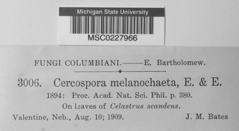 Cercospora melanochaeta image