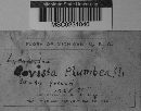 Bovista plumbea image
