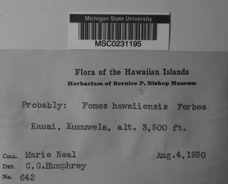 Fomes hawaiensis image