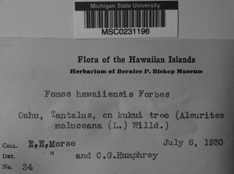 Fomes hawaiensis image