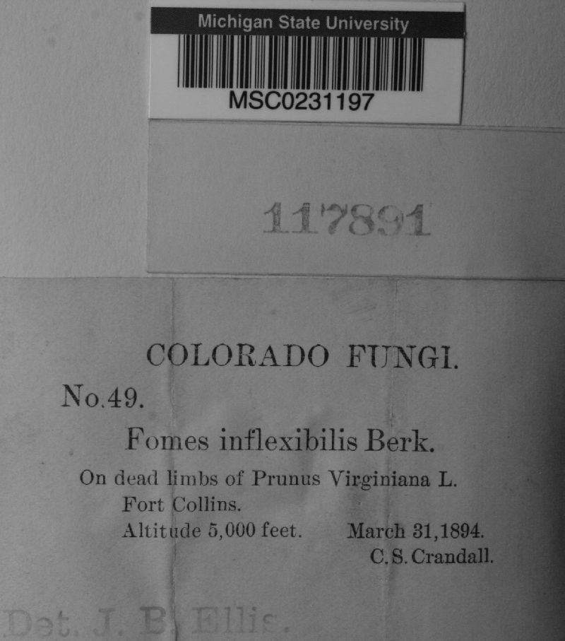 Fomes inflexibilis image