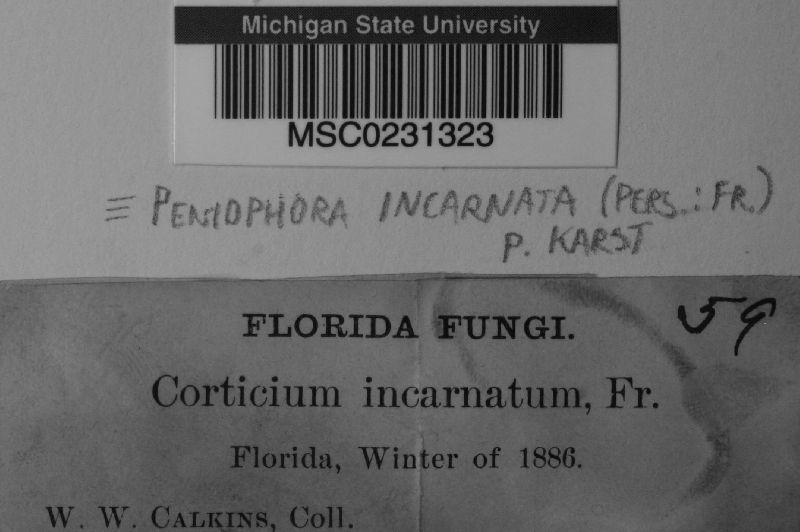 Peniophora incarnata image