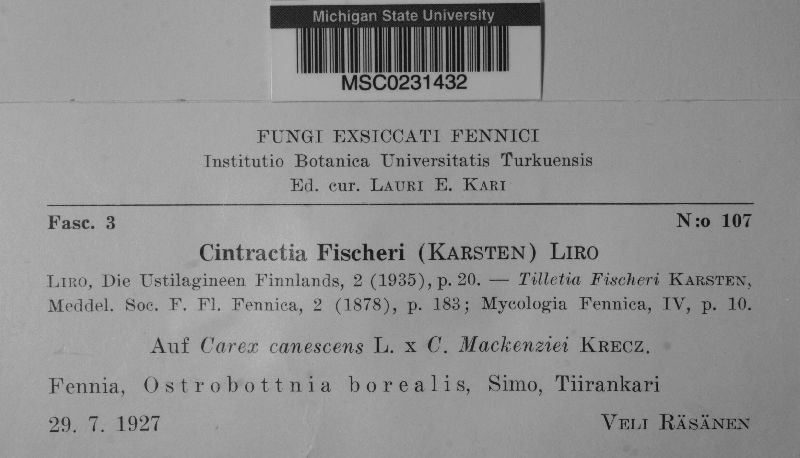 Cintractia fischeri image