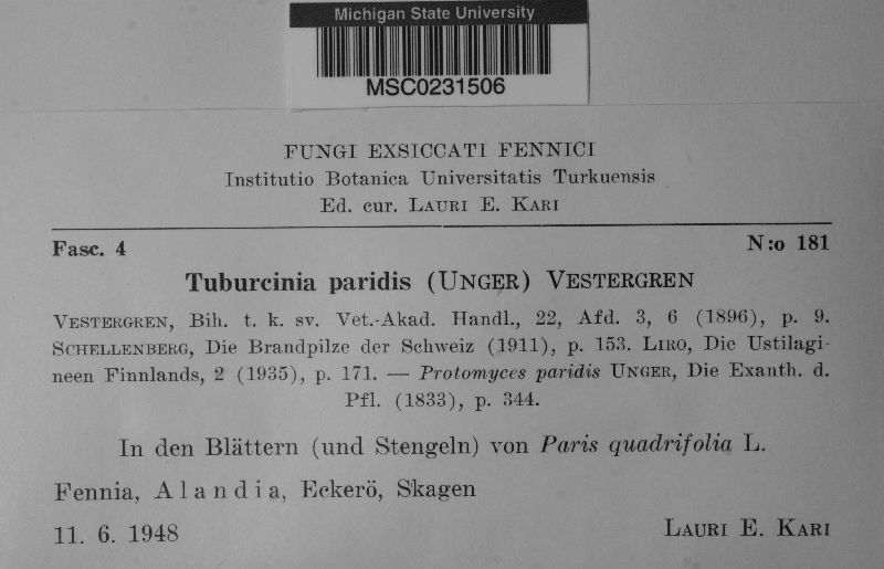 Urocystis paridis image