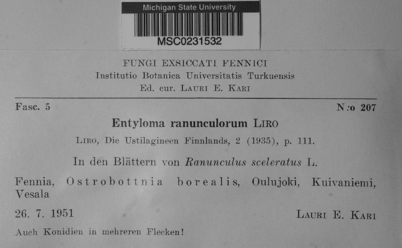 Entyloma ranunculorum image