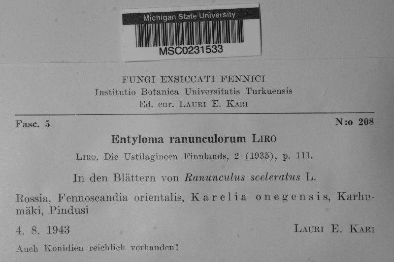 Entyloma ranunculorum image