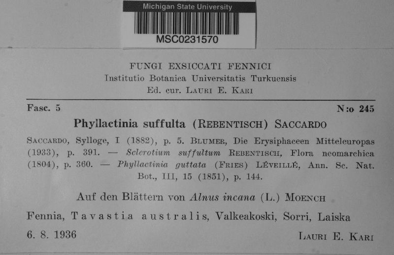 Phyllactinia guttata image