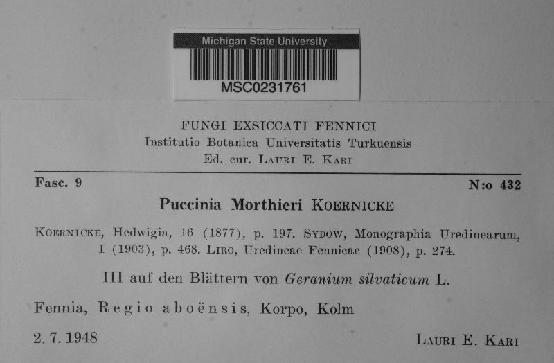 Puccinia morthieri image