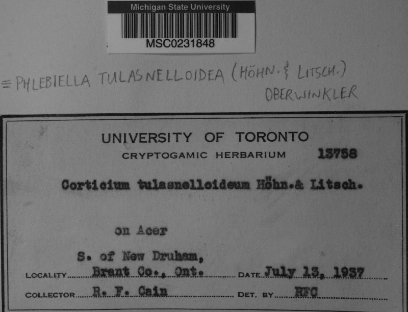 Phlebiella tulasnelloidea image