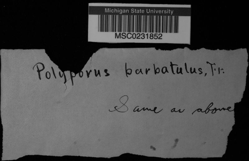 Polyporus barbatulus image