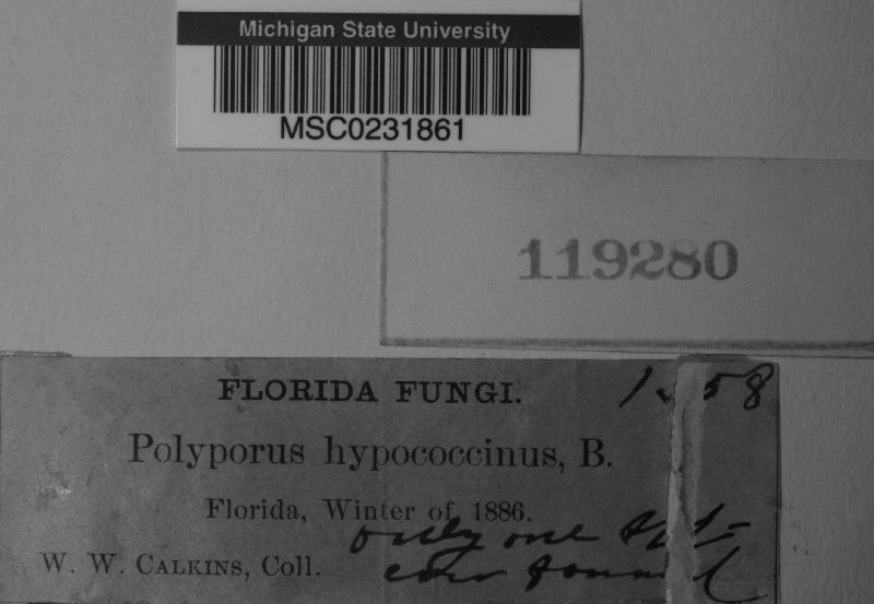 Polyporus hypococcinus image