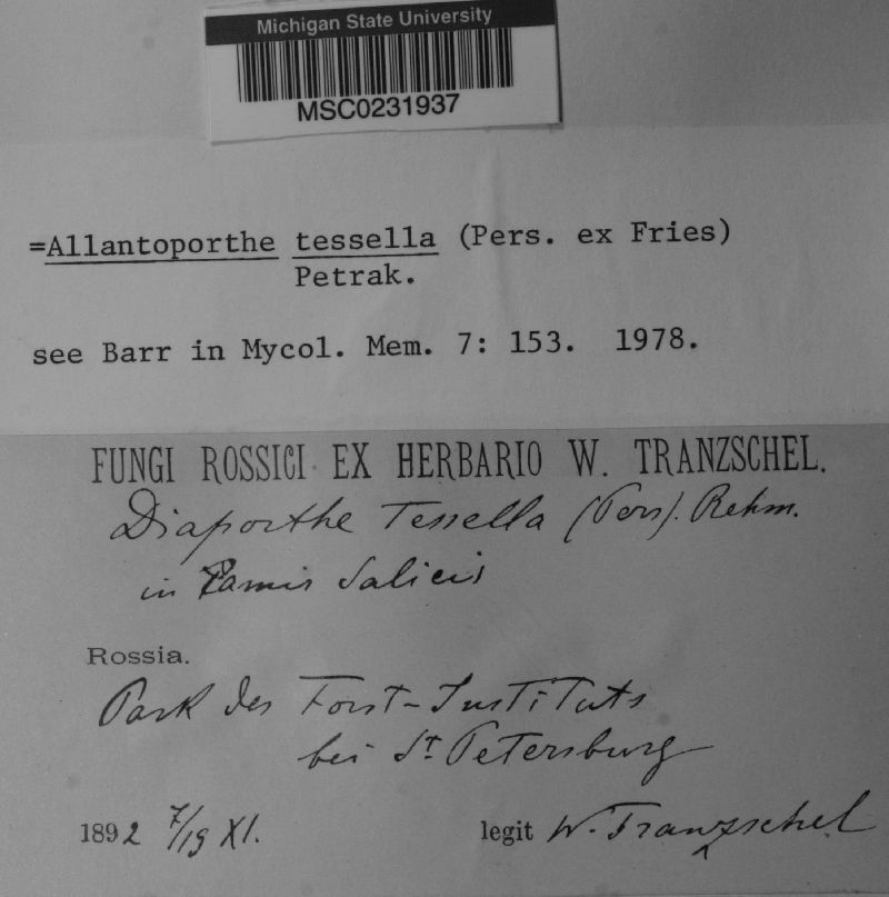 Allantoporthe tessella image