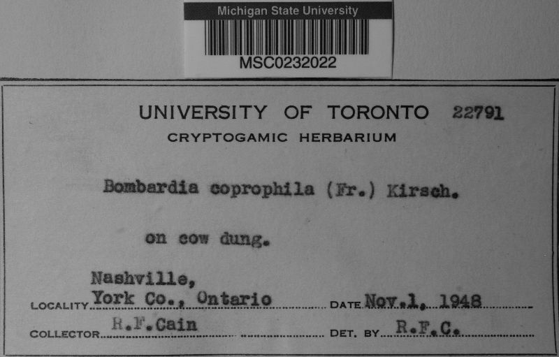 Cercophora image