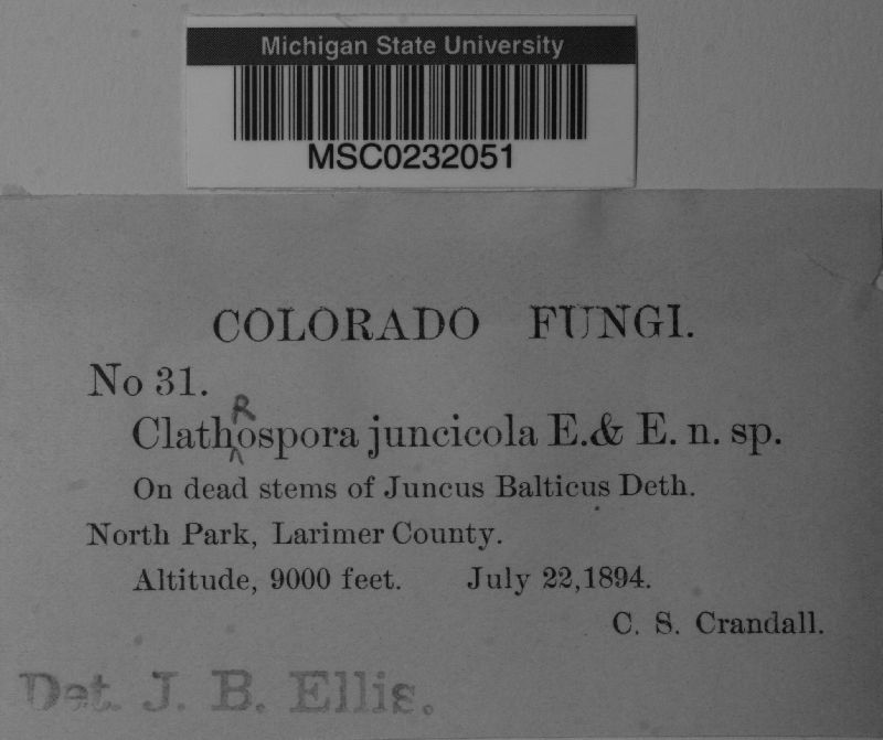 Clathrospora juncicola image