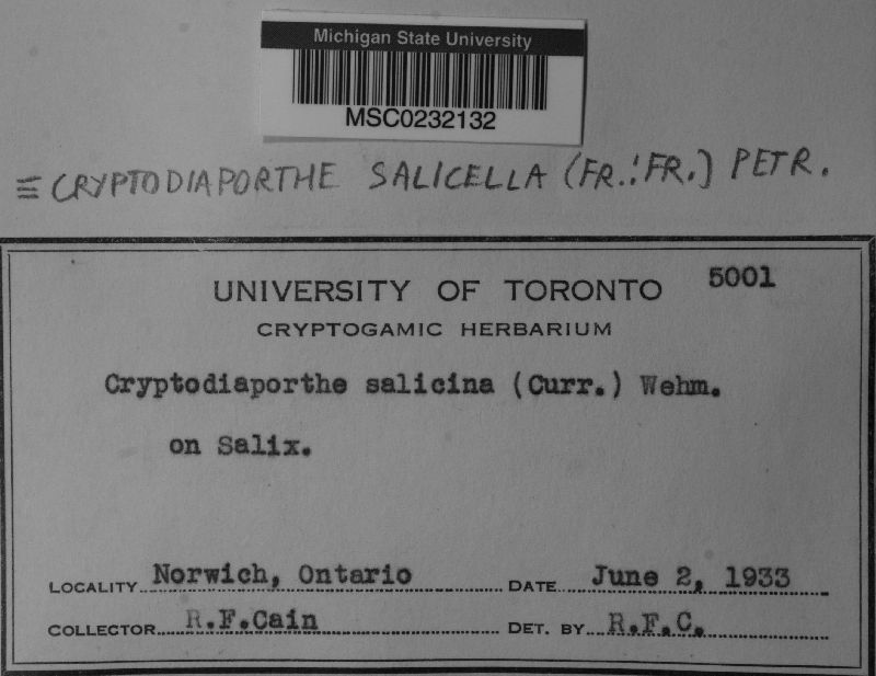 Cryptodiaporthe salicella image