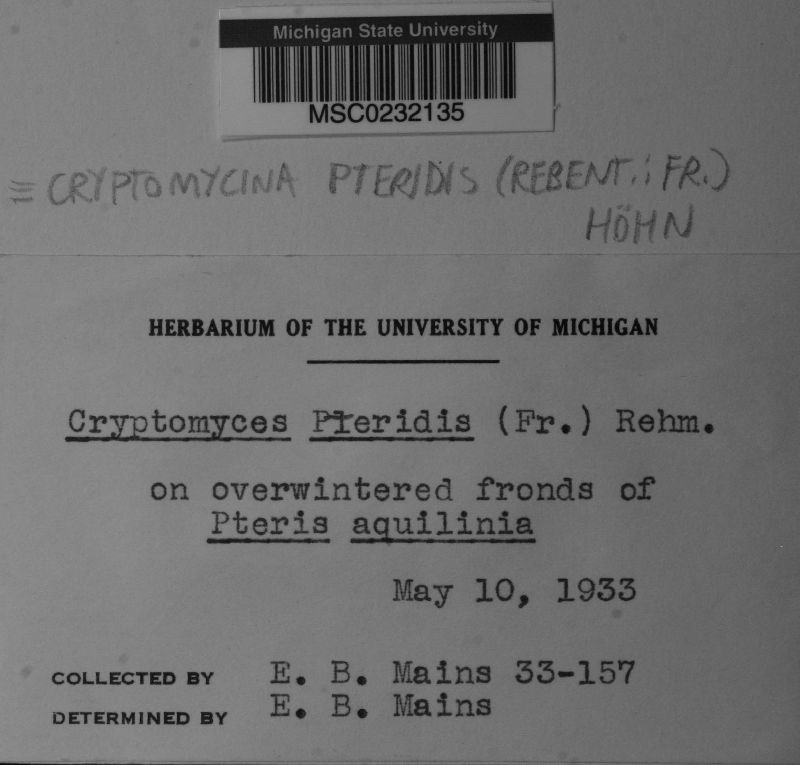 Cryptomycina pteridis image