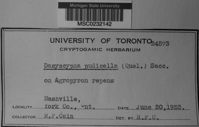Dasyscyphus pudicellus image