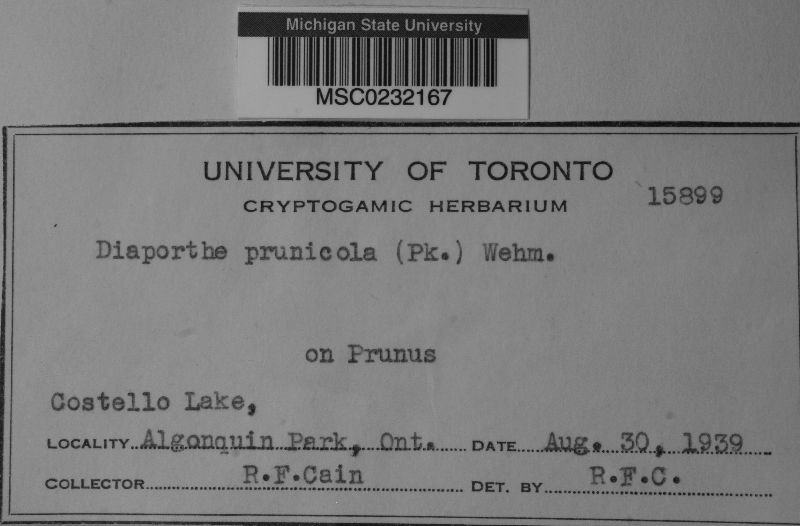 Diaporthe prunicola image