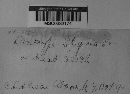 Diatrype stigma image