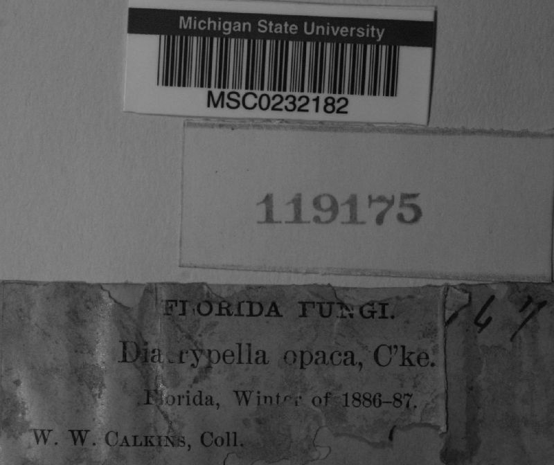 Diatrypella opaca image