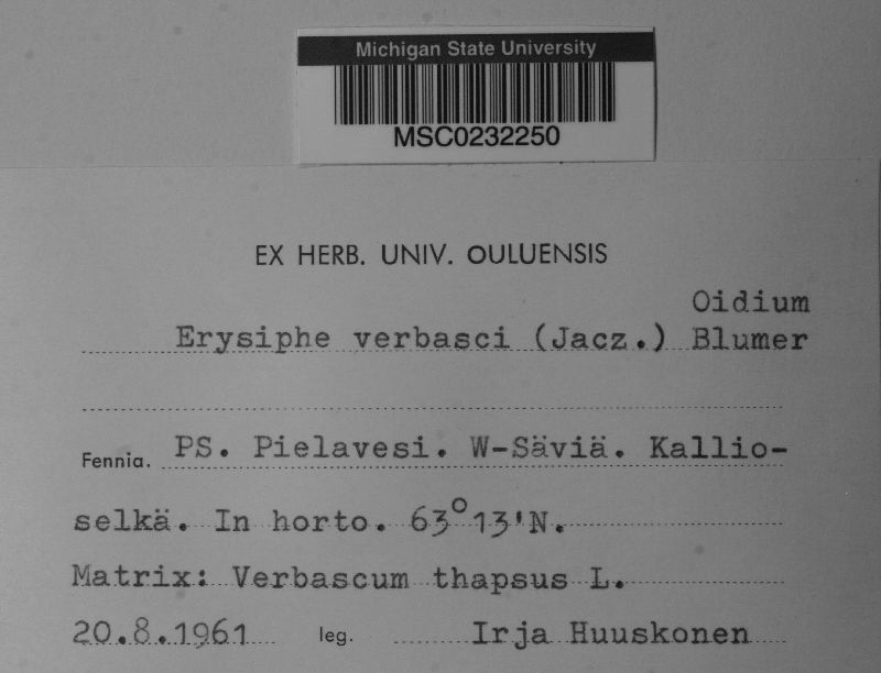 Erysiphe verbasci image
