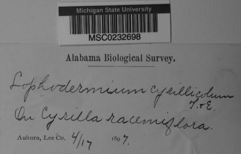 Lophodermium cyrillicola image