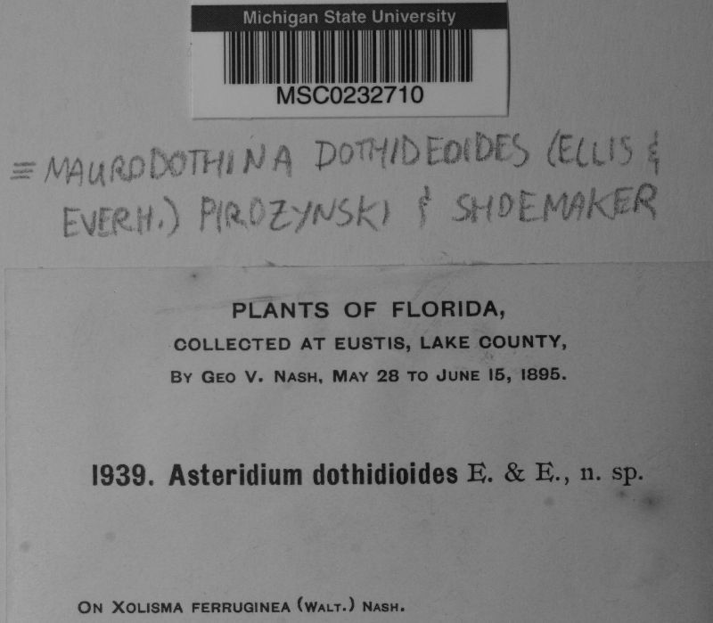 Maurodothina dothideoides image