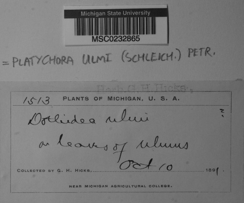 Platychora ulmi image