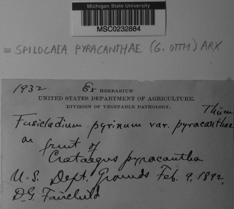 Spilocaea pyracanthae image