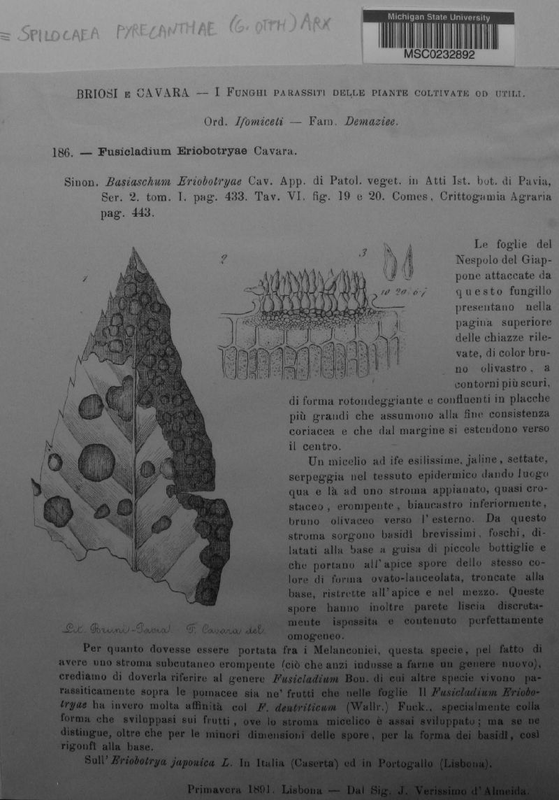 Spilocaea pyracanthae image