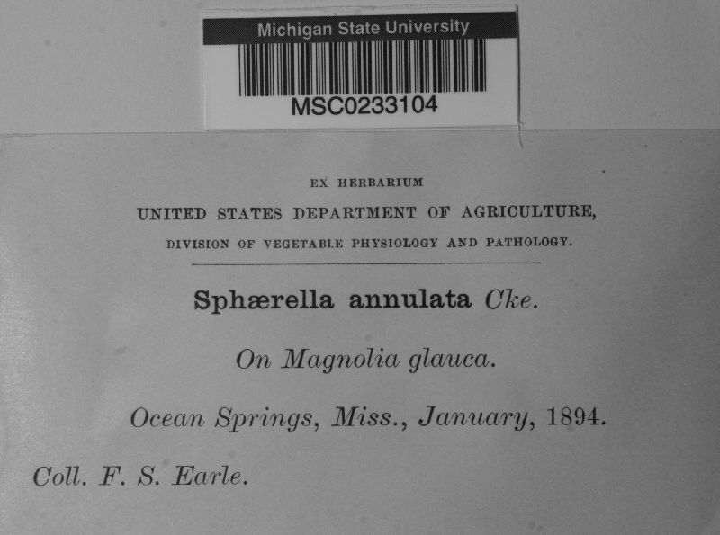 Sphaerella annulata image