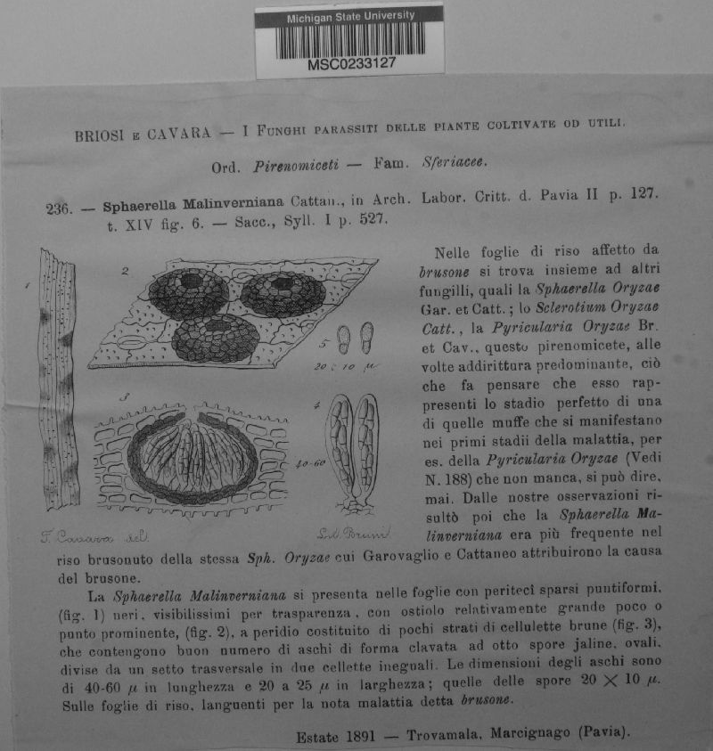 Sphaerella malinverniana image