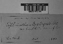 Sphaerotheca castagnei image