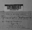 Sphaerotheca castagnei image