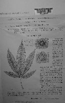 Septoria cannabis image