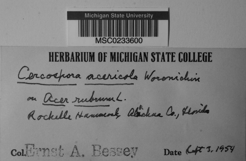 Cercospora acericola image