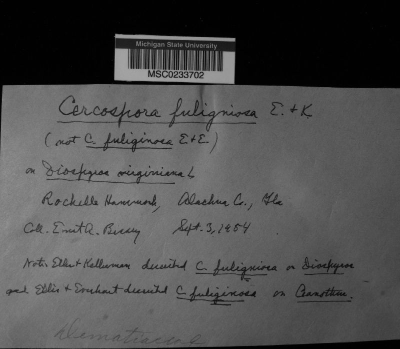 Passalora fuliginosa image