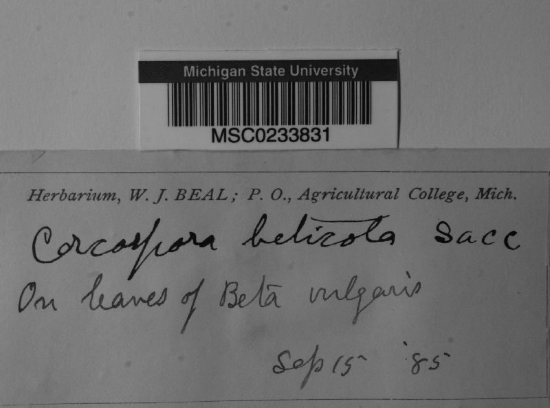 Cercospora beticola image
