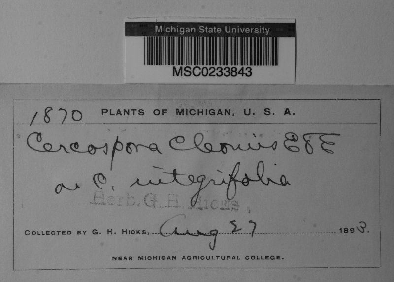Cercospora cleomes image