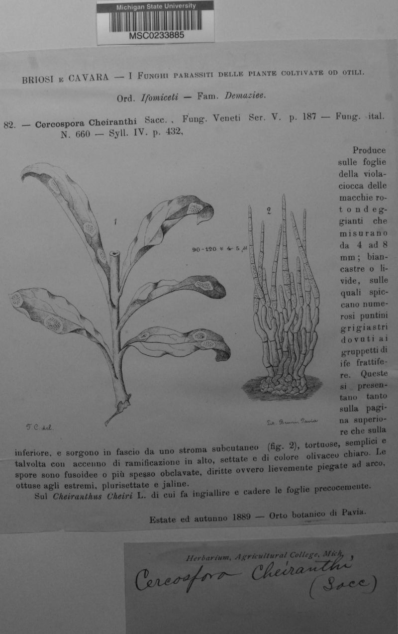 Cercospora cheiranthi image
