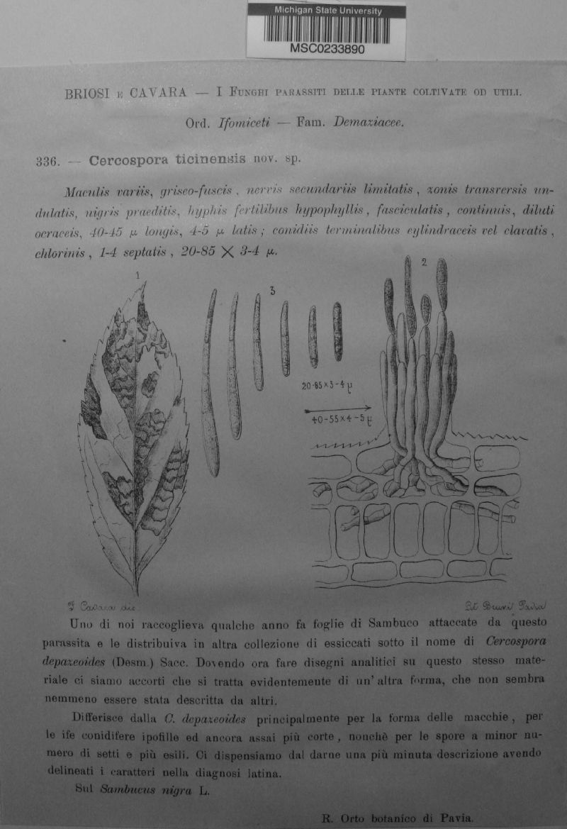 Cercospora ticinensis image