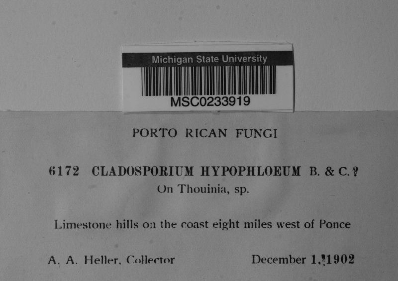 Cladosporium hypophloeum image