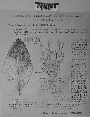 Cladosporium condylonema image