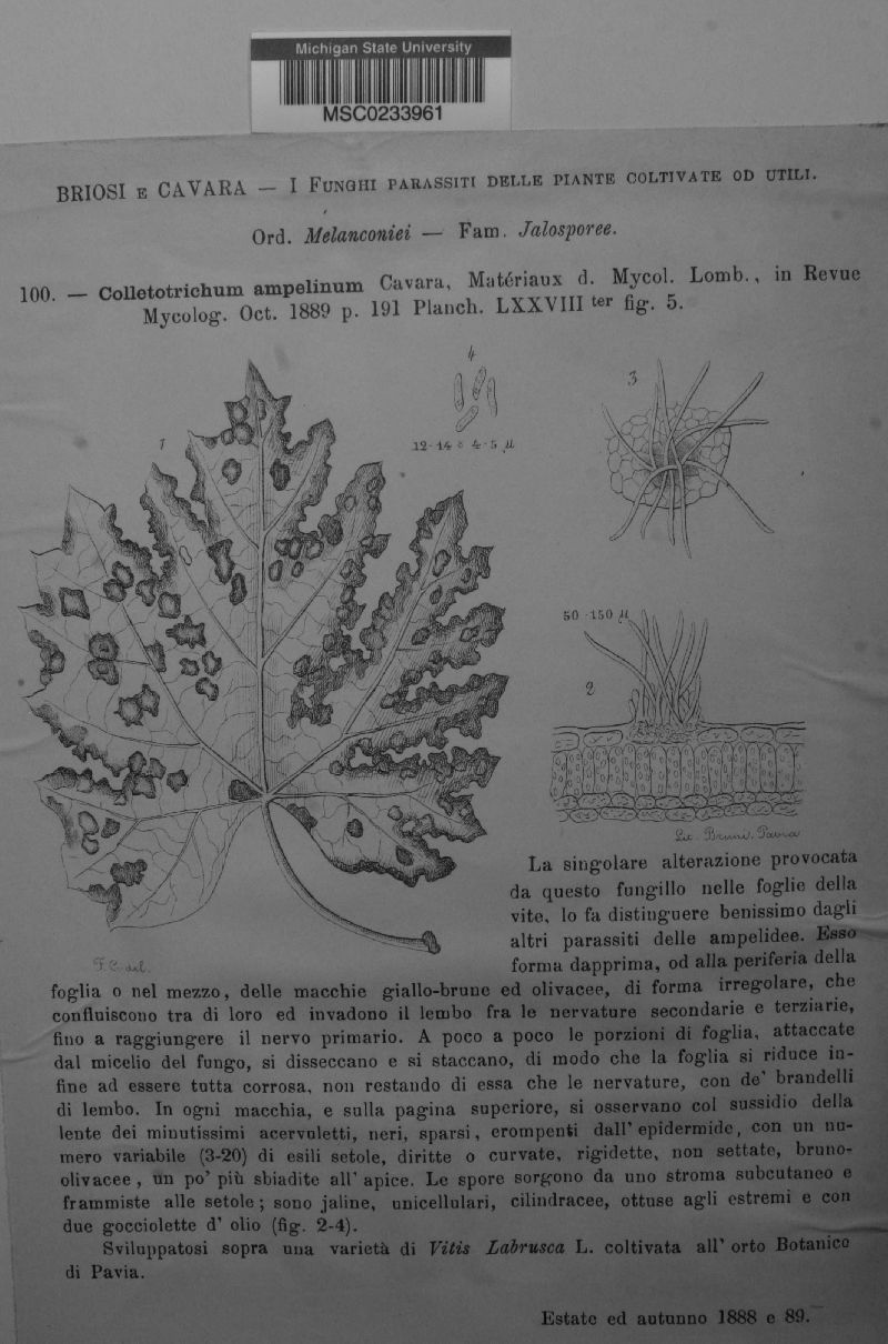 Colletotrichum ampelinum image